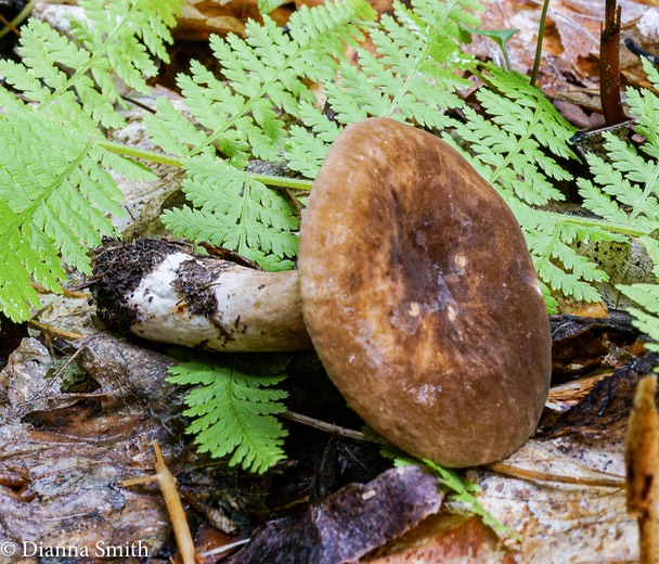 Lactarius brown velvety 01723