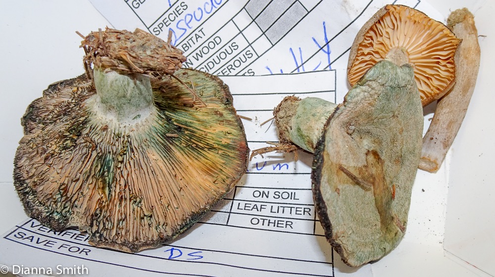 Lactarius chelidonium 03089