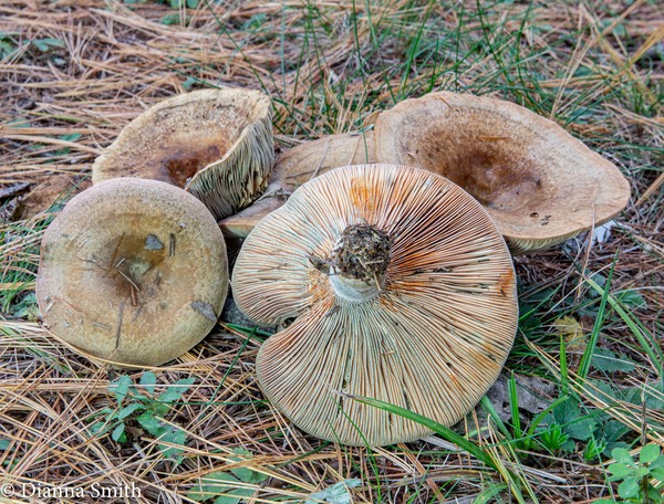 Lactarius chelidonium 03853