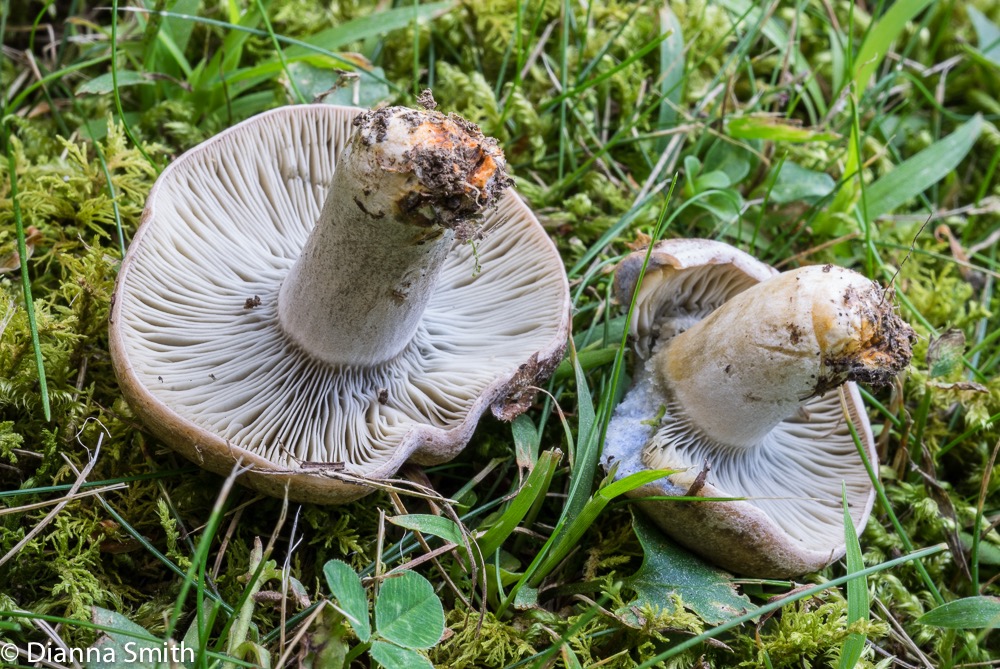 Lactarius chelidonium or pseudomutabilis 03570