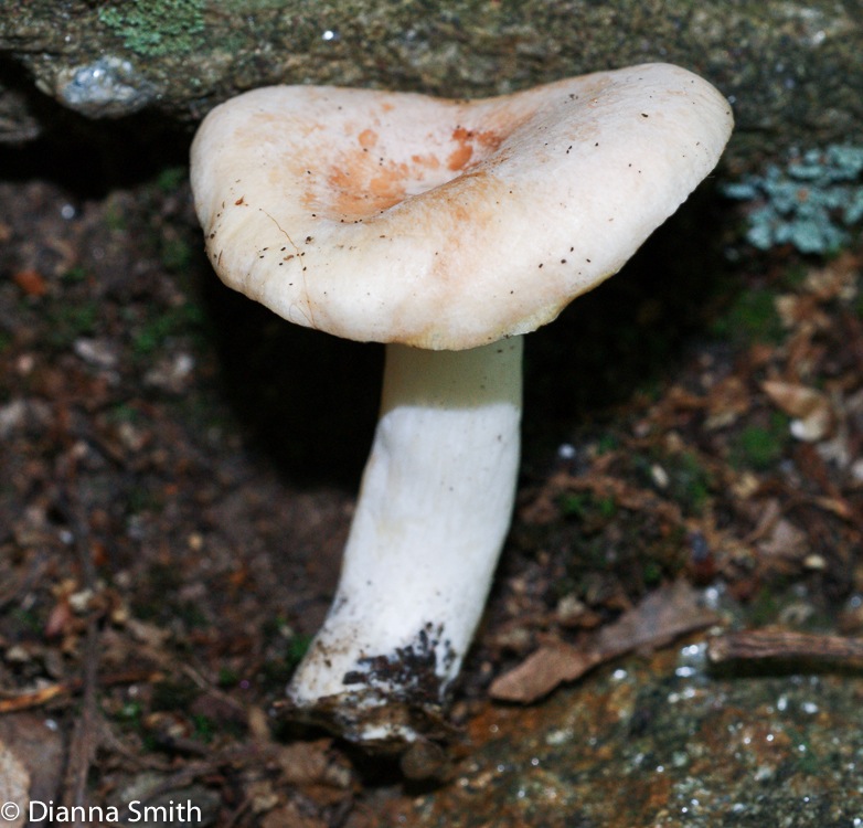 Lactarius chrysorheus00574
