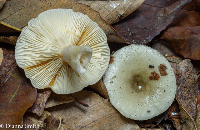 Lactarius cinereus var. fagitorum olive gray 02174