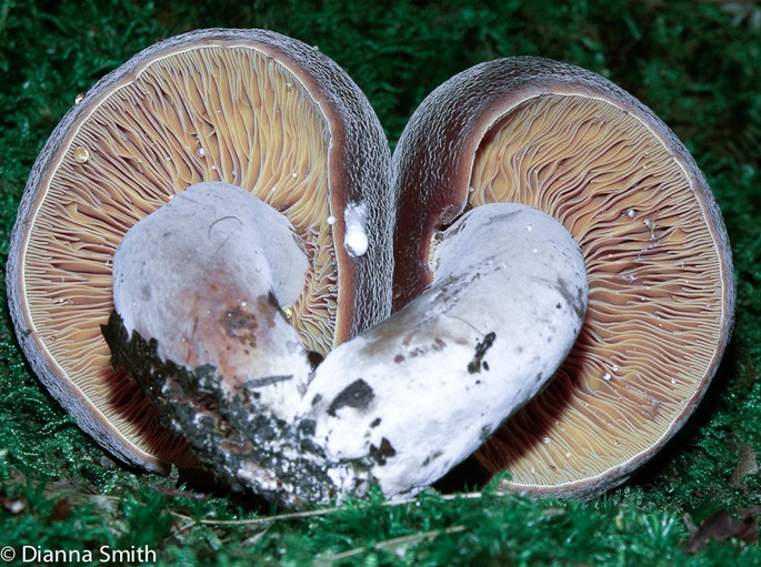 Lactarius corrugis2319