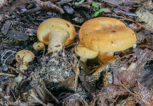 Lactarius croceus 00892