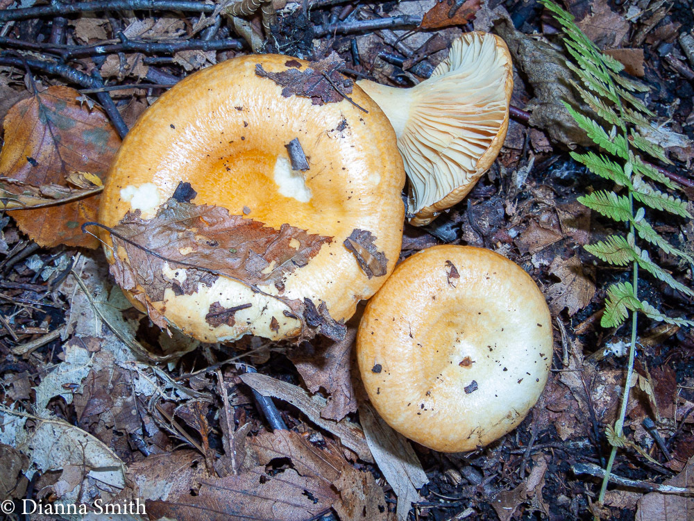 Lactarius croceus 6024