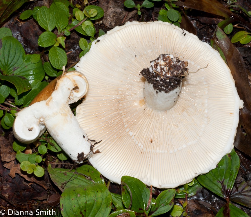 Lactarius deceptivus02182