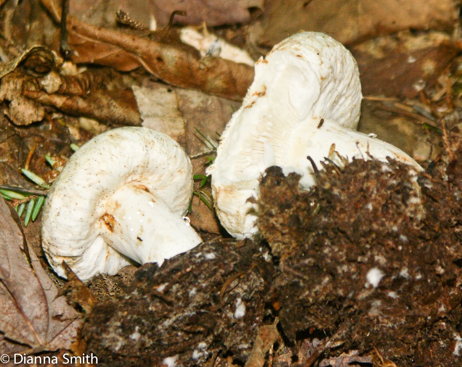 Lactarius deceptivus6382