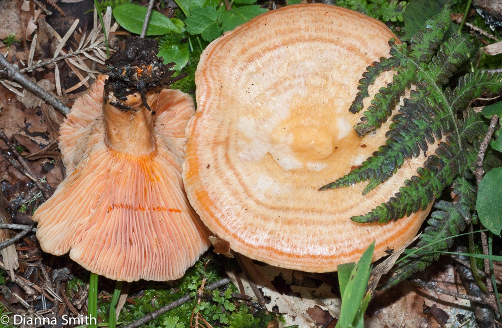 Lactarius deterrimus01822