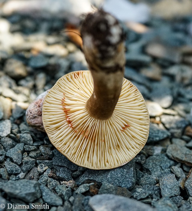 Lactarius fumosus velvet yellow brown , latex turns reddsih 01777