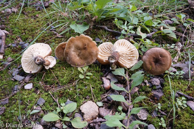 Lactarius gerardii 02288