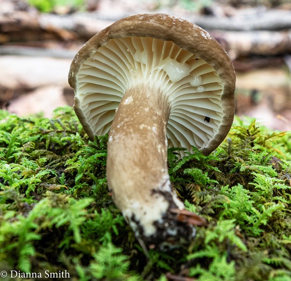 Lactarius gerardii  0967