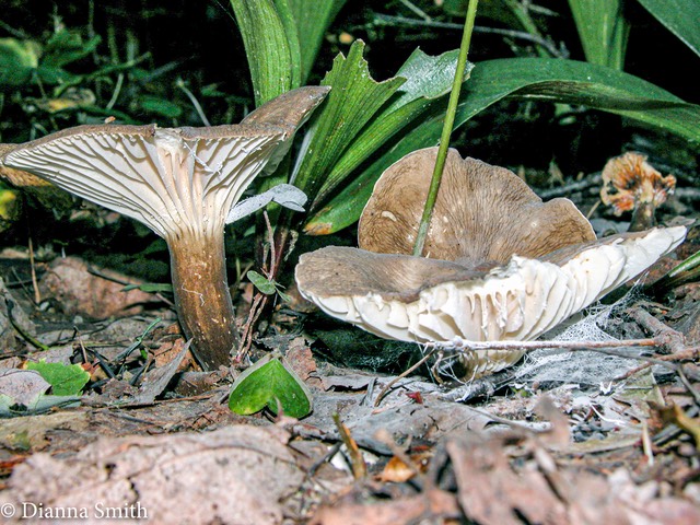 Lactarius gerardii var. gerardii 6848