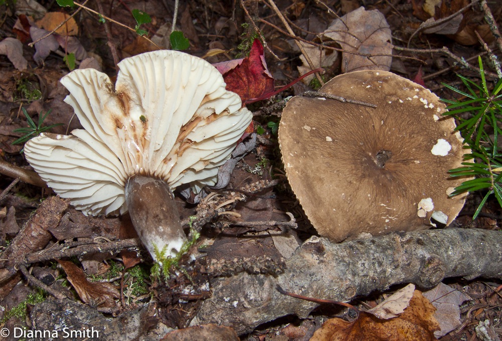Lactarius gerardii0810