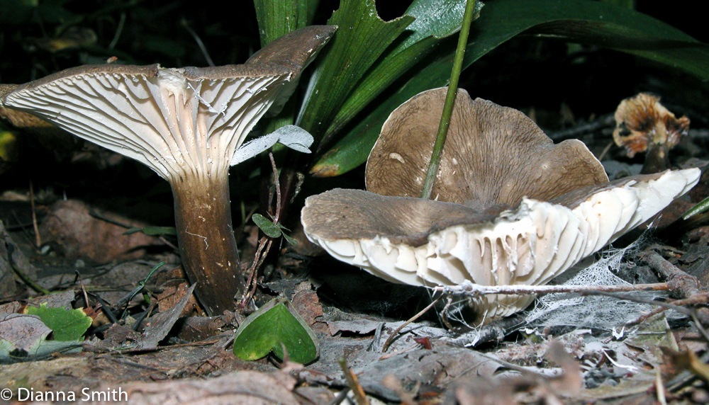 Lactarius gerardii6848