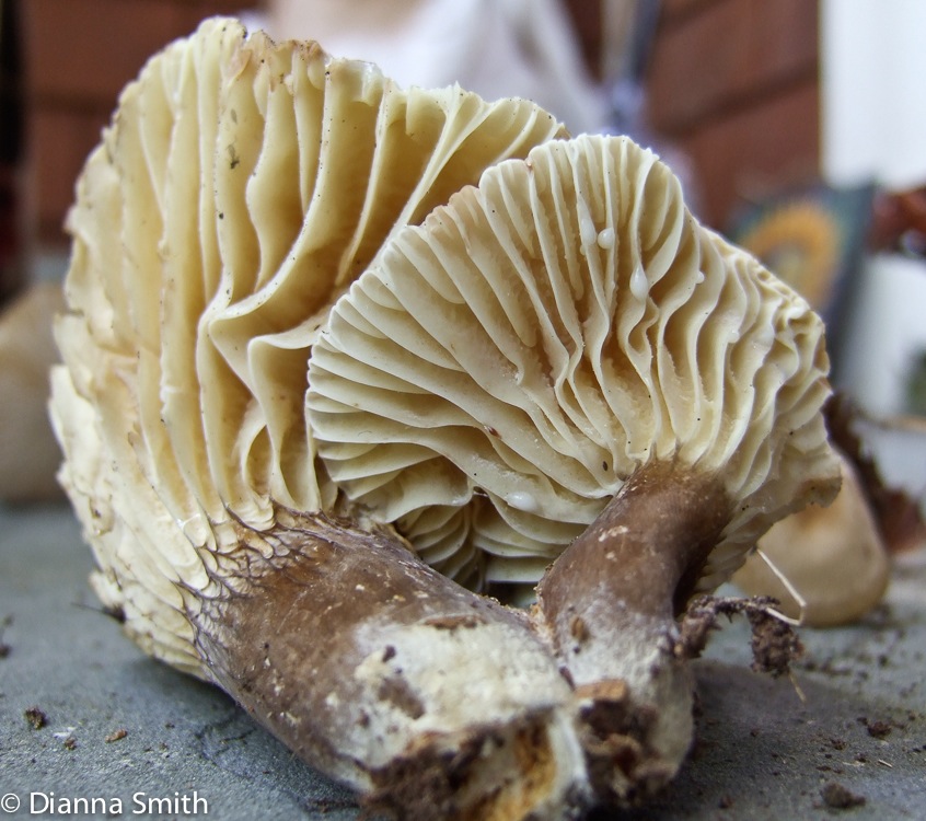 Lactarius gerardii9219