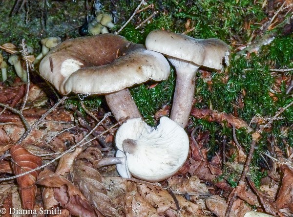 Lactarius grey with olive green staiining 1020562
