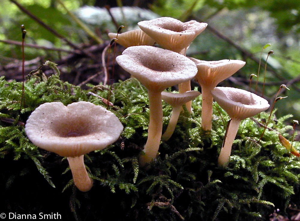Lactarius griseus7752