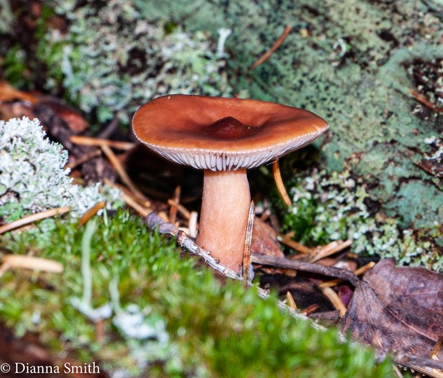 Lactarius hepaticus? 1010674-2