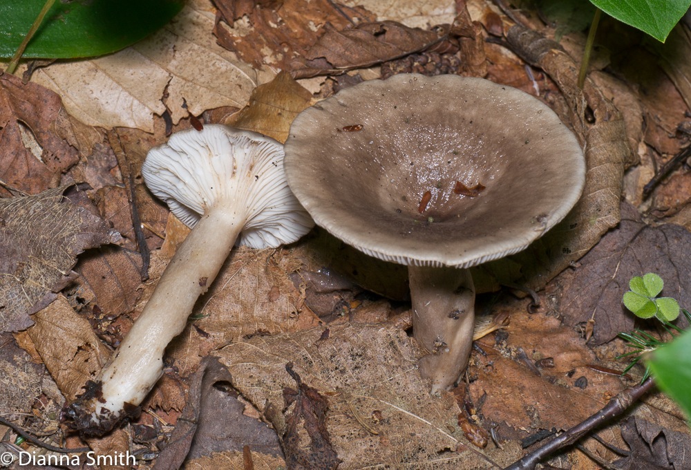 Lactarius hibbardae1010487