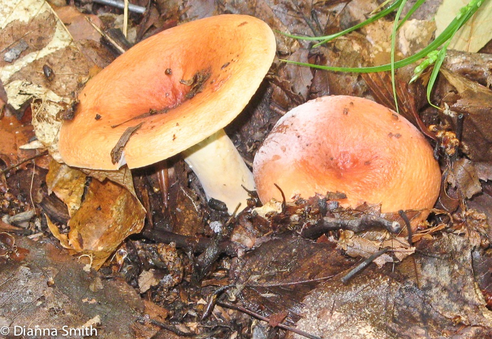 Lactarius hygrophoroides-2