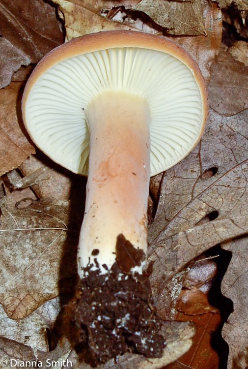 Lactarius hygrophoroides_0239