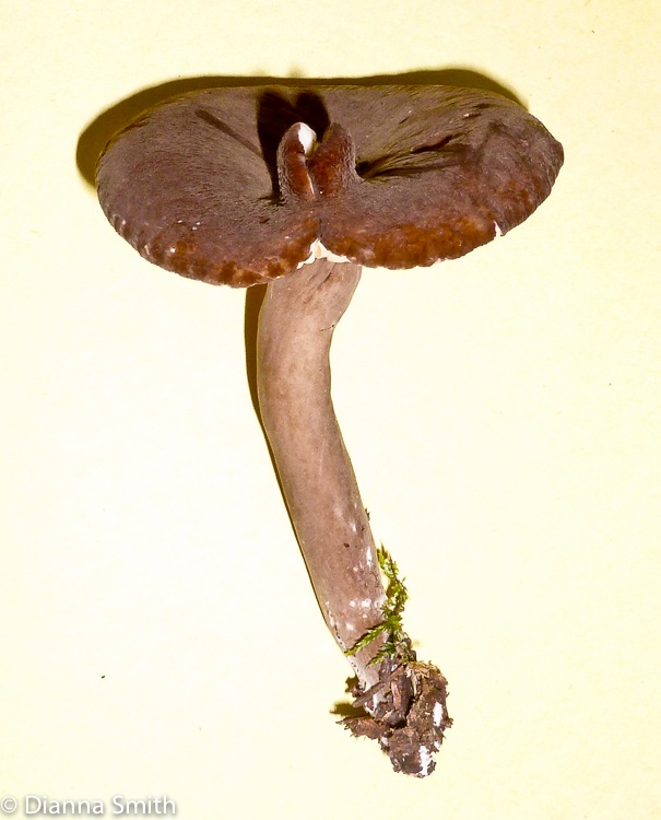 Lactarius lignyotellus1020106