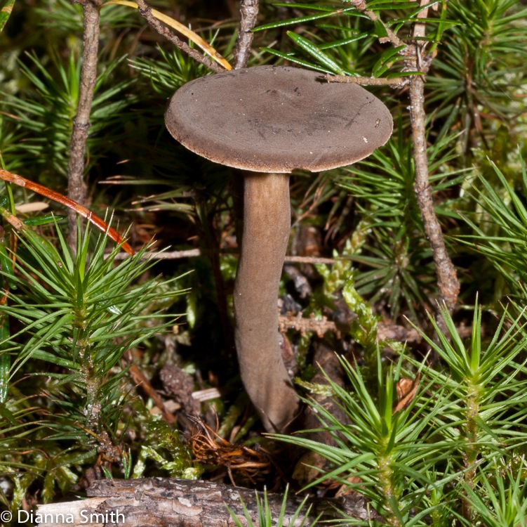 Lactarius lignyotus03375