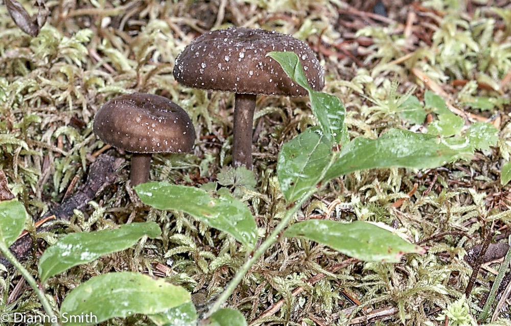 Lactarius lignyotus6297