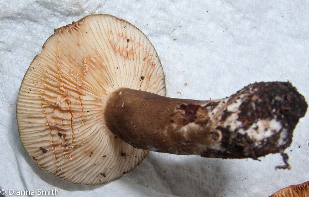 Lactarius lignyotus 2951