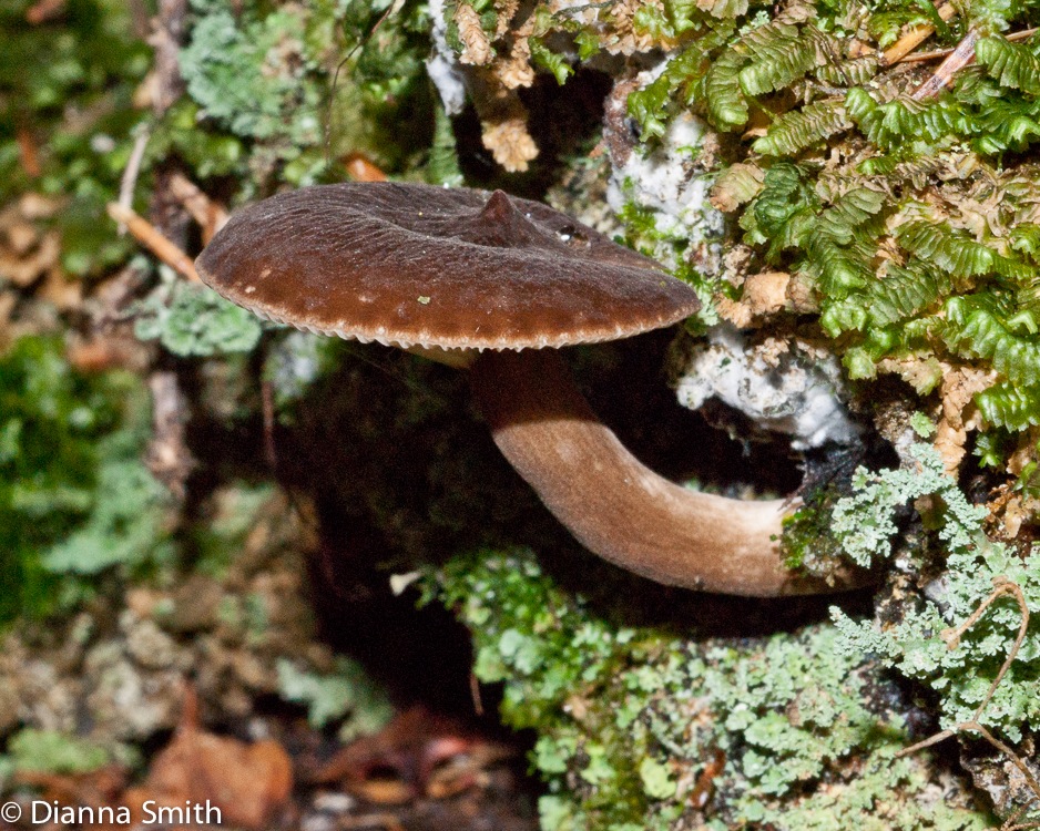Lactarius lygniotus01840
