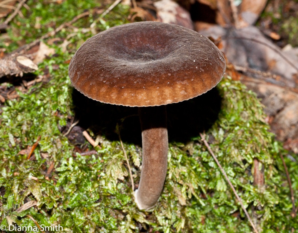 Lactarius lygniotus02713