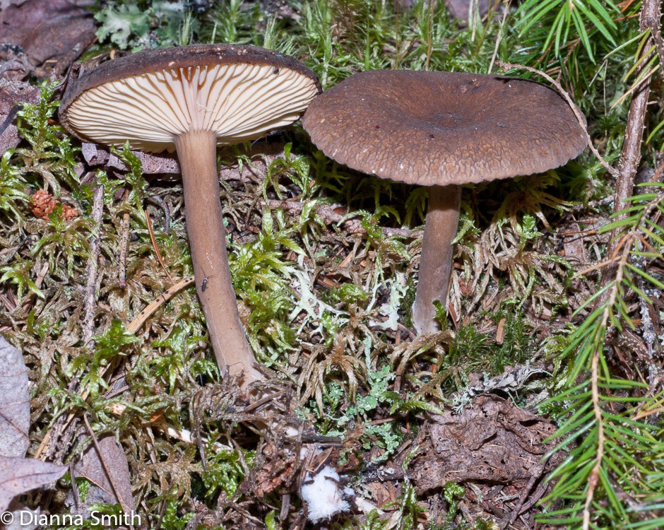 Lactarius lygniotus03381