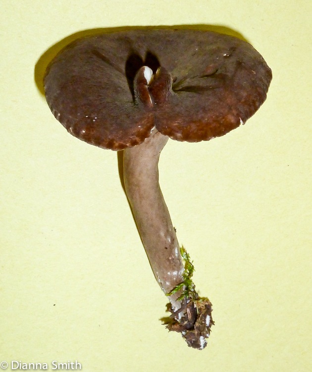Lactarius lygniotus1020105