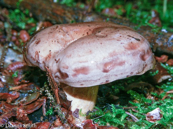 Lactarius maculatus 1692