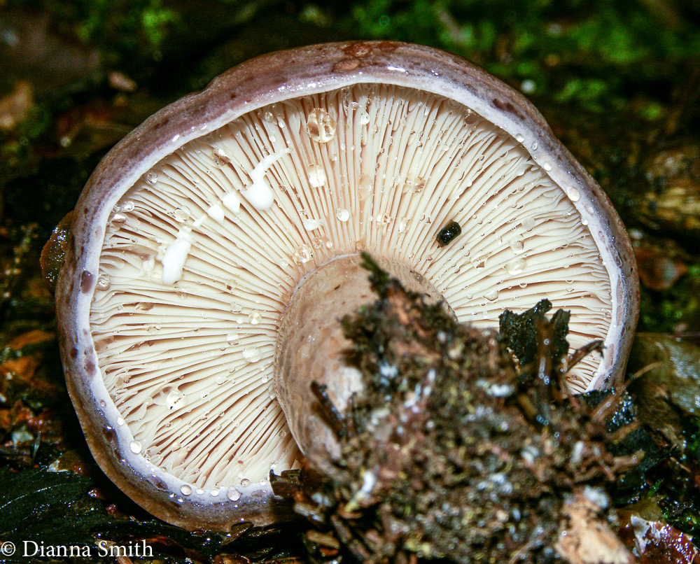 Lactarius maculatus zonate and spotted 1693