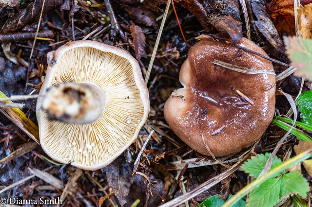 Lactarius mucidus  8279-2