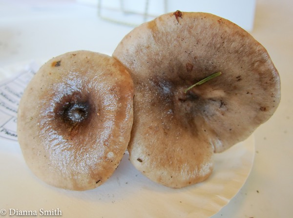 Lactarius mucidus 2321