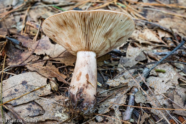 Lactarius mutabilis 01091