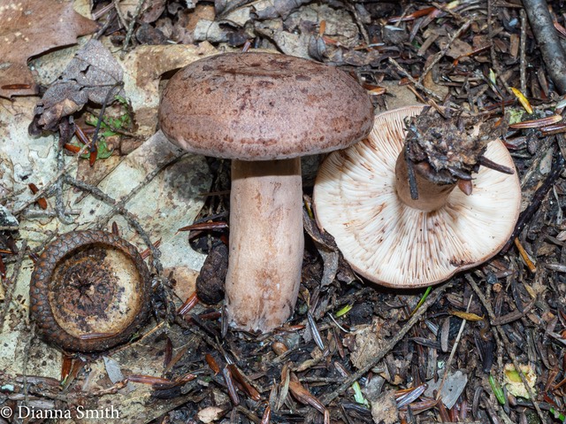 Lactarius mutabilis 04960