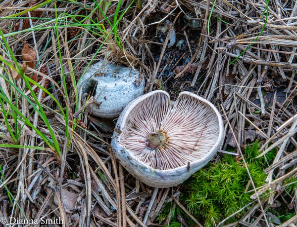 Lactarius paradoxus 03689
