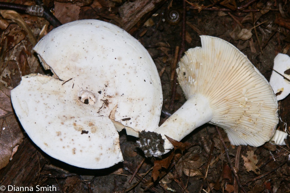 Lactarius piperatus5784