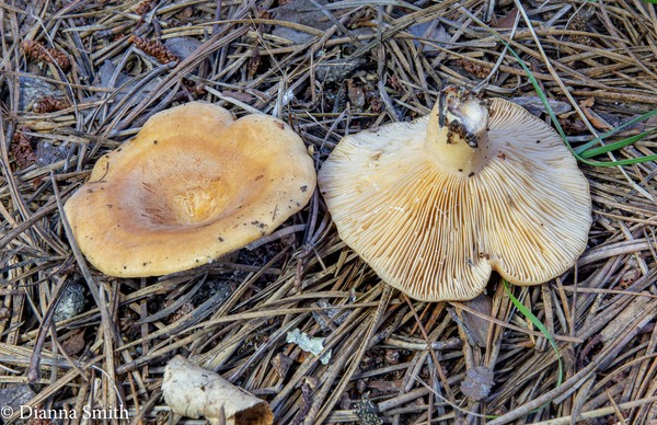 Lactarius proximellis 03583