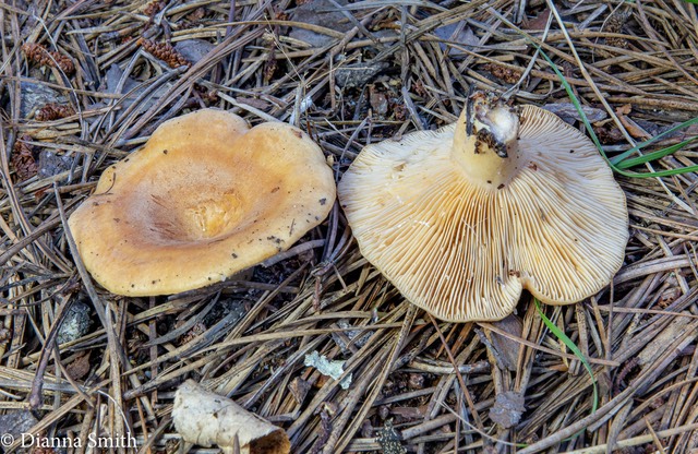 Lactarius proximellis 03583