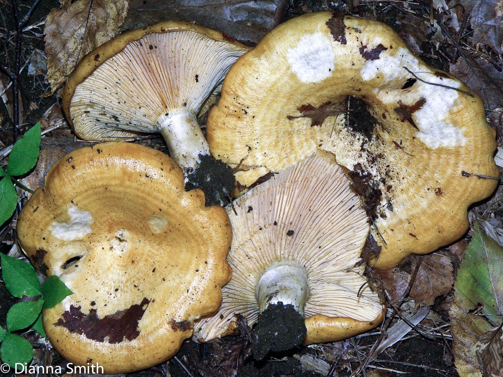 Lactarius psalmmicola mb zonarius2262