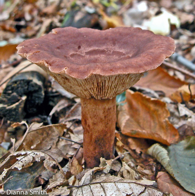 Lactarius quietus var. incanus or aquifluus 8395