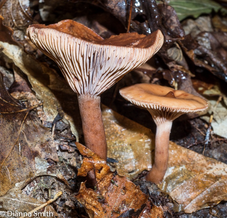 Lactarius rufus?02402