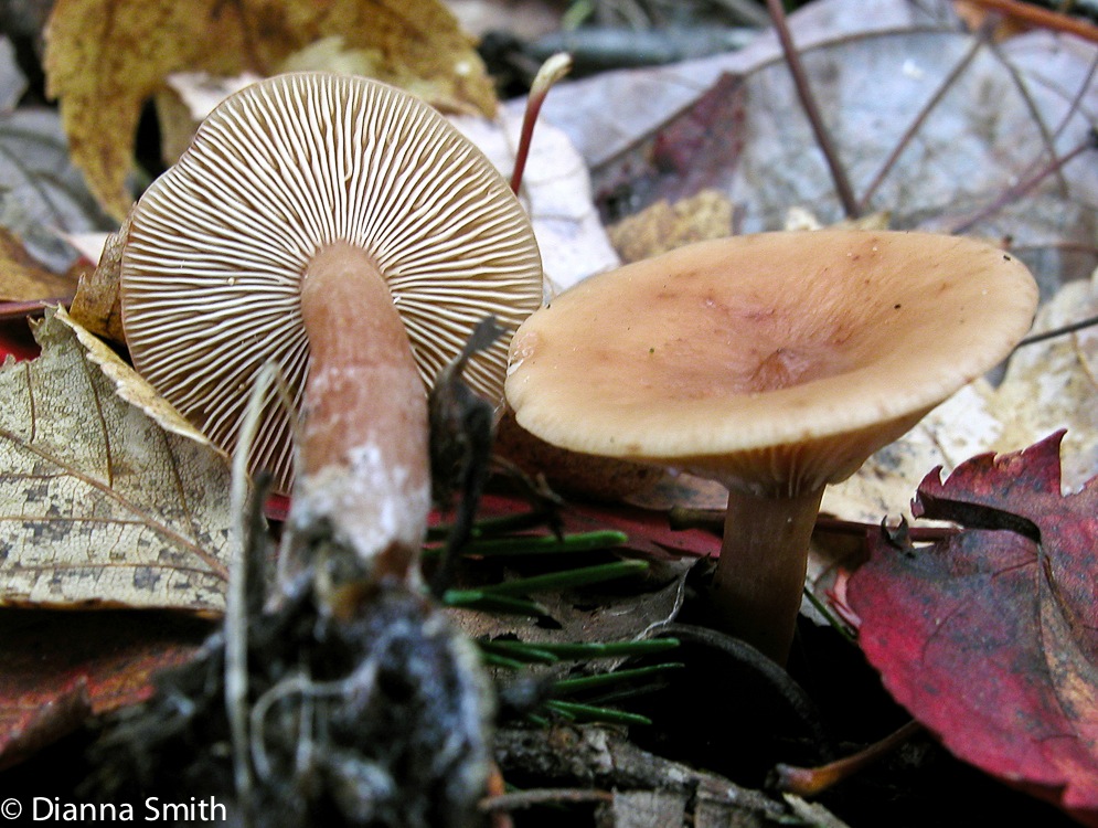 Lactarius rufus1501_