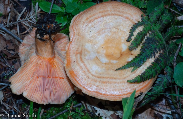 Lactarius salmonicolor (thyinos) 01822