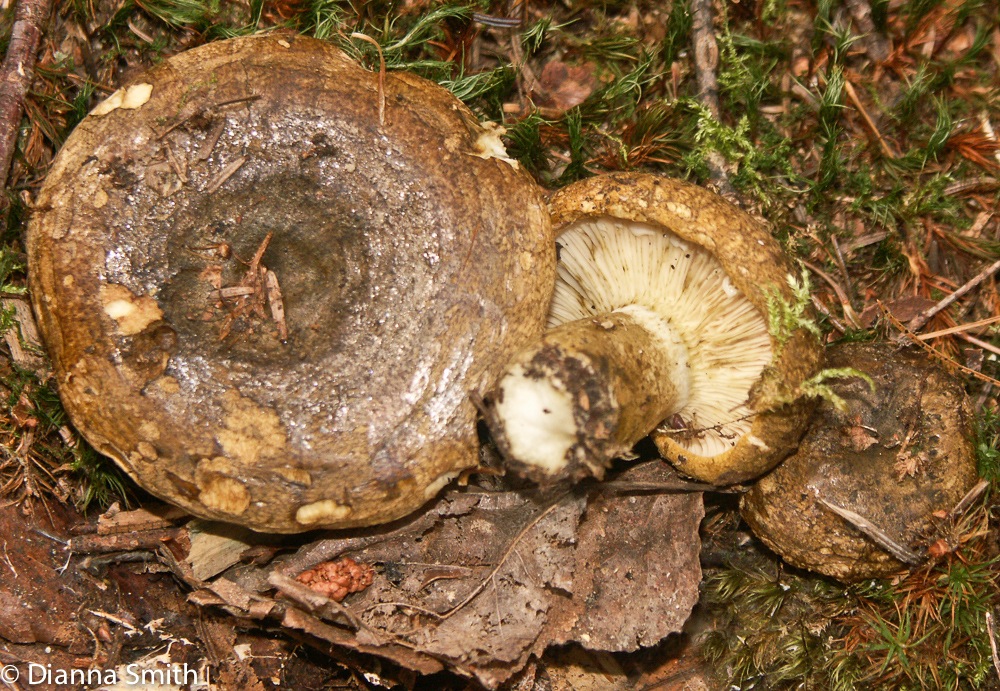 Lactarius sordidus0091-1