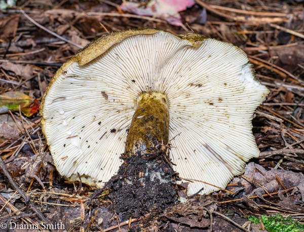 Lactarius sordidus1020494